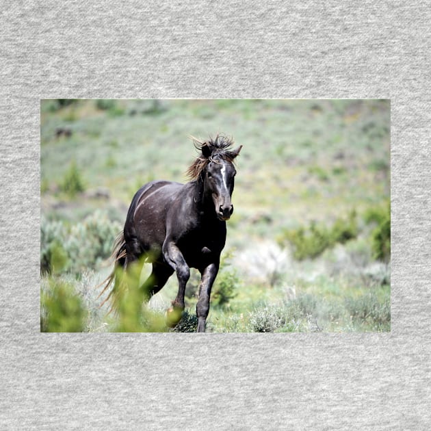 Racing Black Stallion Wild Mustang Photo by DeniseBruchmanPhotography